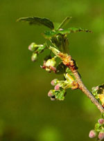 MSA RIBES NIGRUM 50 ML - Farmasanitas 