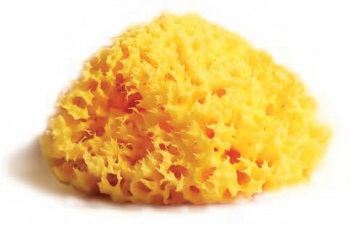 SPUGNA NATURALE MEDITERRANEA LABORATORI ATENEI 10 - Farmasanitas 